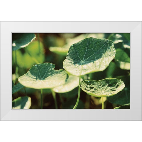 Nasturtium Leaves White Modern Wood Framed Art Print by Stefko, Bob