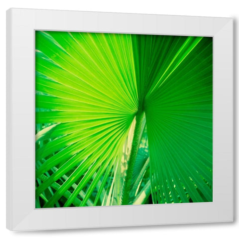 Palm Frond II White Modern Wood Framed Art Print by Stefko, Bob