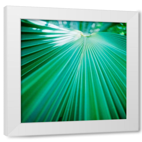 Palm Frond IV White Modern Wood Framed Art Print by Stefko, Bob