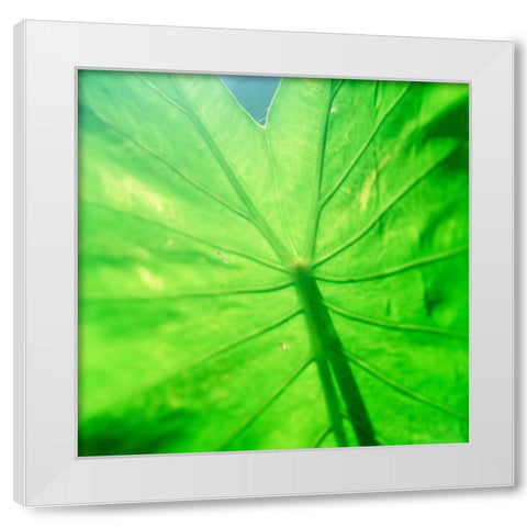 Taro Leaf White Modern Wood Framed Art Print by Stefko, Bob