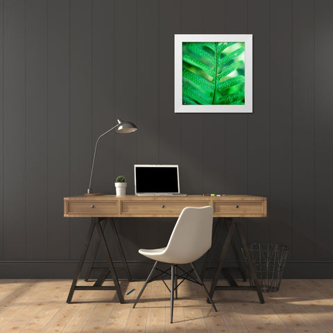 Fiddlehead Fern White Modern Wood Framed Art Print by Stefko, Bob