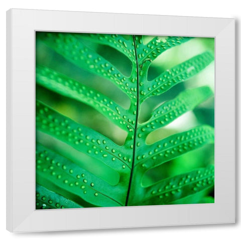 Fiddlehead Fern White Modern Wood Framed Art Print by Stefko, Bob