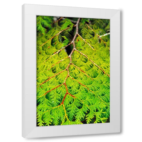 Western Red Cedar White Modern Wood Framed Art Print by Stefko, Bob