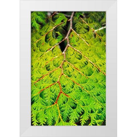 Western Red Cedar White Modern Wood Framed Art Print by Stefko, Bob