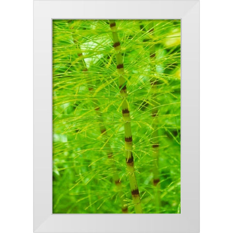 Horsetail Plant White Modern Wood Framed Art Print by Stefko, Bob