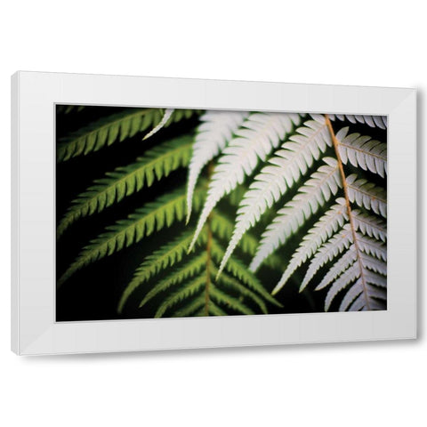 Silver Tree Fern I White Modern Wood Framed Art Print by Stefko, Bob