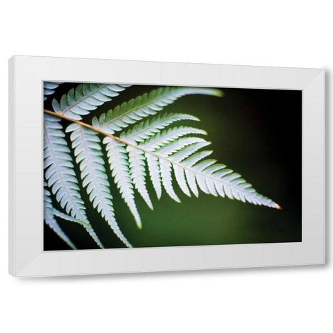 Silver Tree Fern II White Modern Wood Framed Art Print by Stefko, Bob