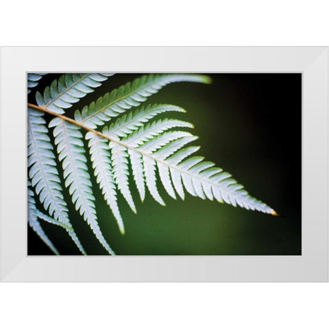 Silver Tree Fern II White Modern Wood Framed Art Print by Stefko, Bob