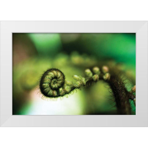 Black Tree Fern I White Modern Wood Framed Art Print by Stefko, Bob