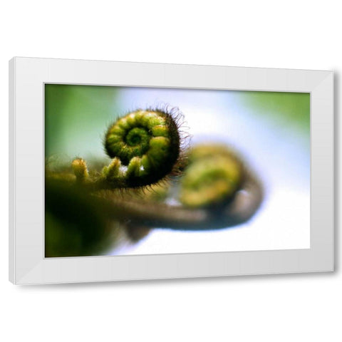 Black Tree Fern II White Modern Wood Framed Art Print by Stefko, Bob