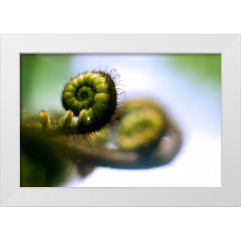 Black Tree Fern II White Modern Wood Framed Art Print by Stefko, Bob