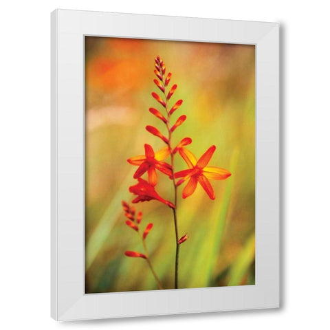 Emberglow Crososmia I White Modern Wood Framed Art Print by Stefko, Bob