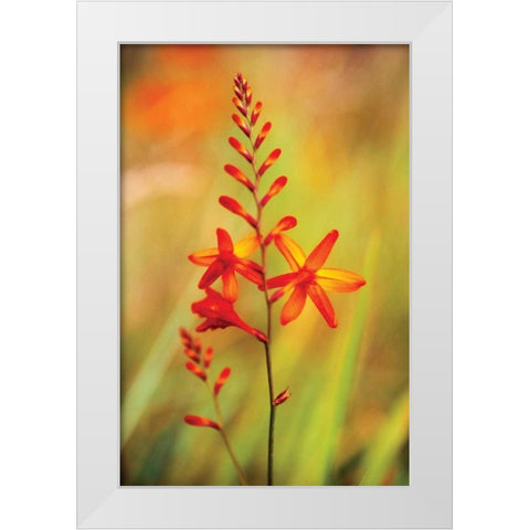 Emberglow Crososmia I White Modern Wood Framed Art Print by Stefko, Bob