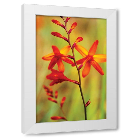 Emberglow Crososmia II White Modern Wood Framed Art Print by Stefko, Bob