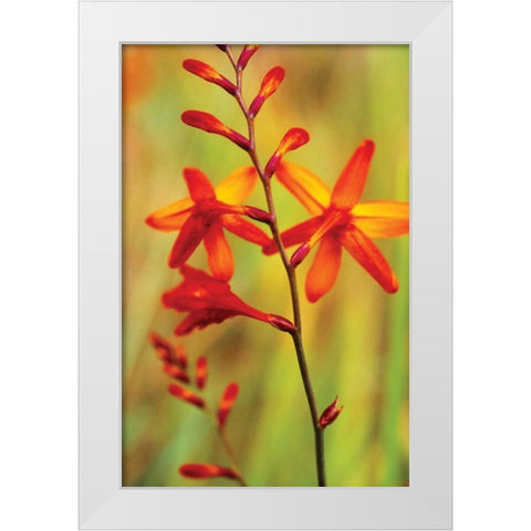 Emberglow Crososmia II White Modern Wood Framed Art Print by Stefko, Bob