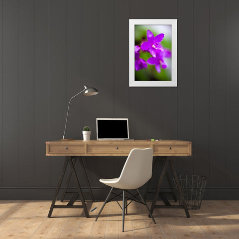 Purple Orchid I White Modern Wood Framed Art Print by Stefko, Bob