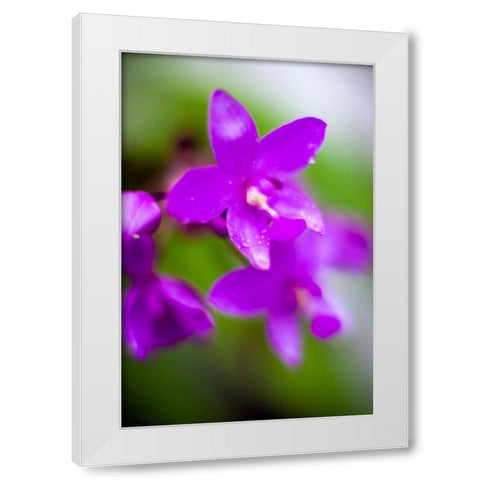 Purple Orchid I White Modern Wood Framed Art Print by Stefko, Bob