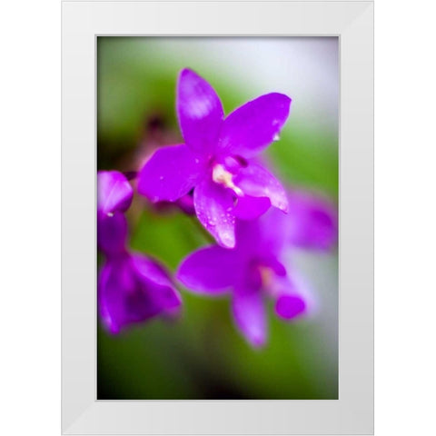 Purple Orchid I White Modern Wood Framed Art Print by Stefko, Bob