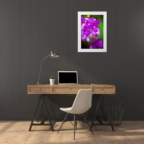 Purple Orchid II White Modern Wood Framed Art Print by Stefko, Bob