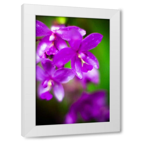 Purple Orchid II White Modern Wood Framed Art Print by Stefko, Bob