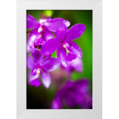 Purple Orchid II White Modern Wood Framed Art Print by Stefko, Bob