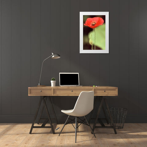 Red and Green II White Modern Wood Framed Art Print by Stefko, Bob