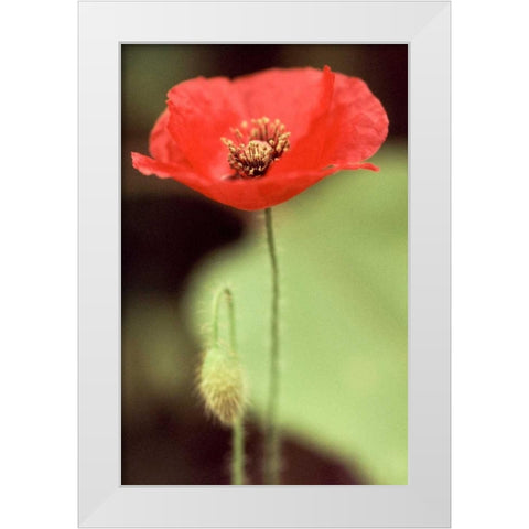 Red and Green II White Modern Wood Framed Art Print by Stefko, Bob