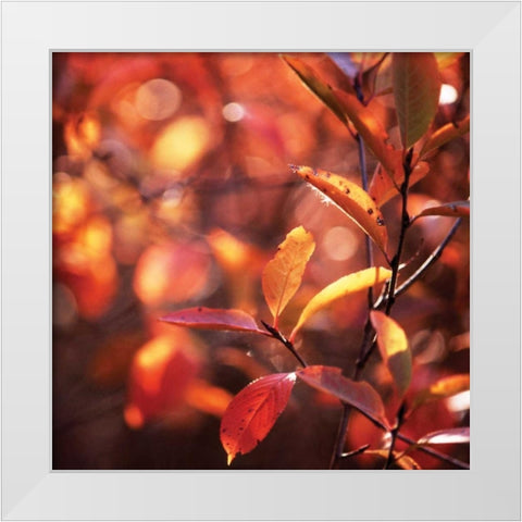 Simple Organics I White Modern Wood Framed Art Print by Stefko, Bob