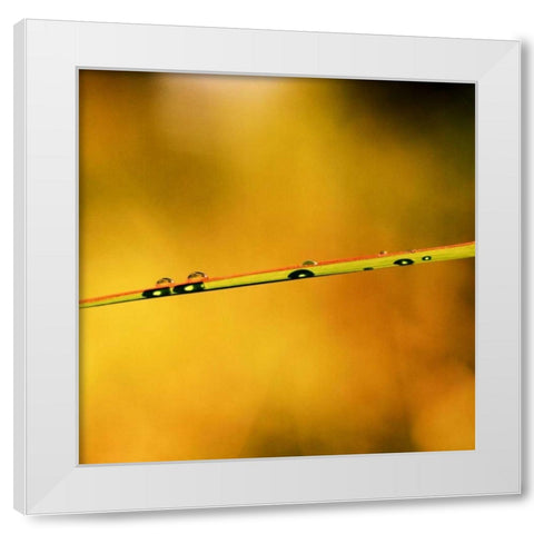 Simple Organics II White Modern Wood Framed Art Print by Stefko, Bob