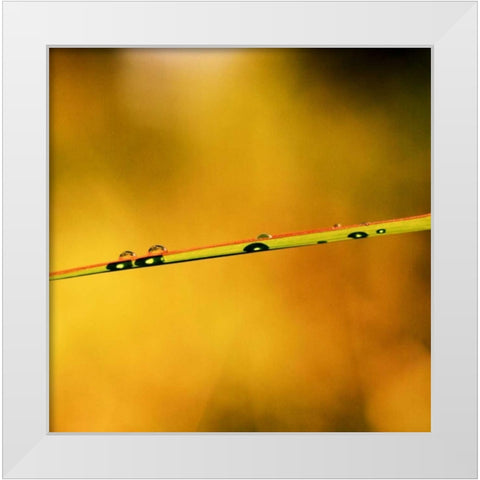 Simple Organics II White Modern Wood Framed Art Print by Stefko, Bob
