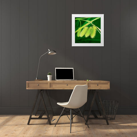 Simple Organics III White Modern Wood Framed Art Print by Stefko, Bob