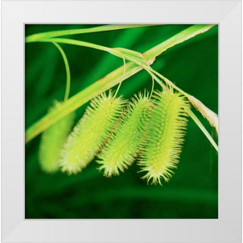 Simple Organics III White Modern Wood Framed Art Print by Stefko, Bob