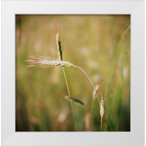 Simple Organics IV White Modern Wood Framed Art Print by Stefko, Bob