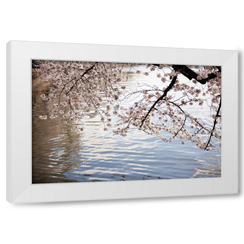 Cherry Blossoms I White Modern Wood Framed Art Print by Stefko, Bob