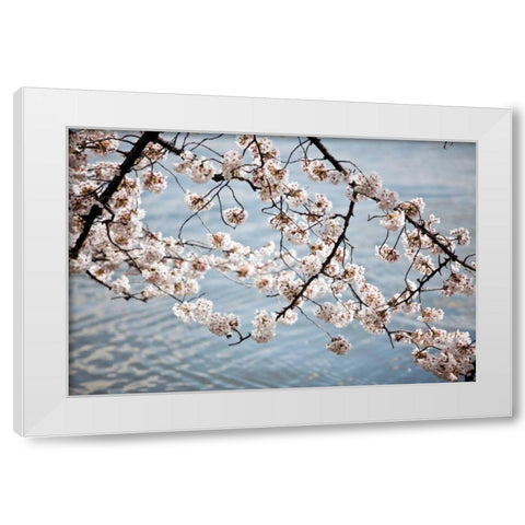 Cherry Blossoms II White Modern Wood Framed Art Print by Stefko, Bob
