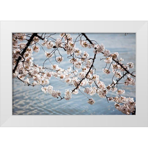 Cherry Blossoms II White Modern Wood Framed Art Print by Stefko, Bob