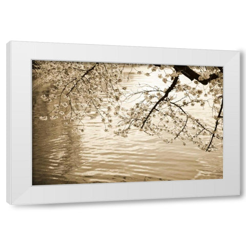 Sepia Cherry Blossoms I White Modern Wood Framed Art Print by Stefko, Bob