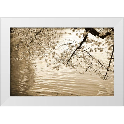 Sepia Cherry Blossoms I White Modern Wood Framed Art Print by Stefko, Bob
