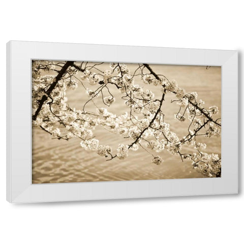 Sepia Cherry Blossoms II White Modern Wood Framed Art Print by Stefko, Bob