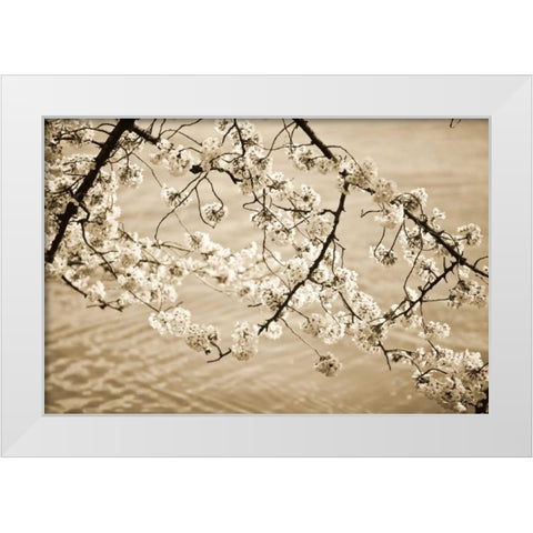 Sepia Cherry Blossoms II White Modern Wood Framed Art Print by Stefko, Bob