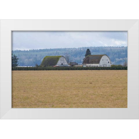Dual Barns White Modern Wood Framed Art Print by Styber, Dana