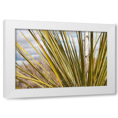 Century Plant I White Modern Wood Framed Art Print by Styber, Dana