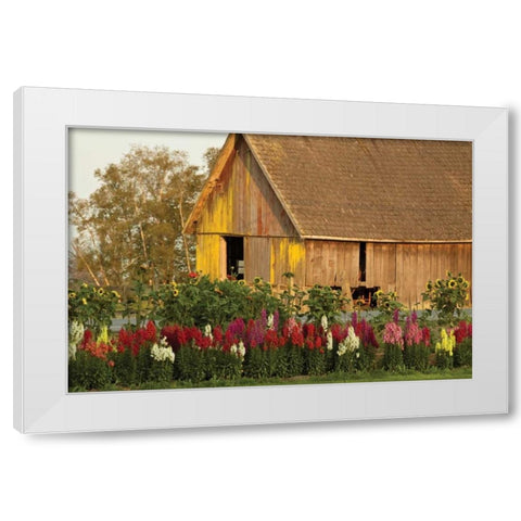 Snapdragons Barn I White Modern Wood Framed Art Print by Styber, Dana