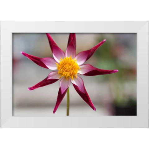 Stardust II White Modern Wood Framed Art Print by Styber, Dana