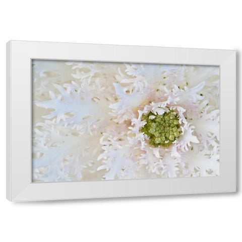 Green Ornamental II White Modern Wood Framed Art Print by Styber, Dana