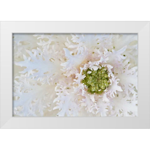 Green Ornamental II White Modern Wood Framed Art Print by Styber, Dana