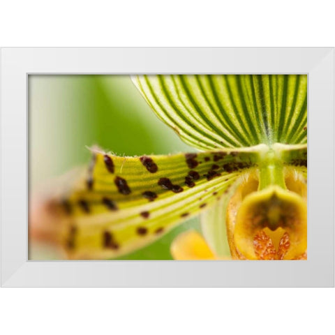 Extravaganza I White Modern Wood Framed Art Print by Styber, Dana
