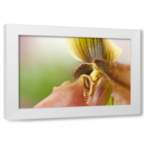 Extravaganza II White Modern Wood Framed Art Print by Styber, Dana