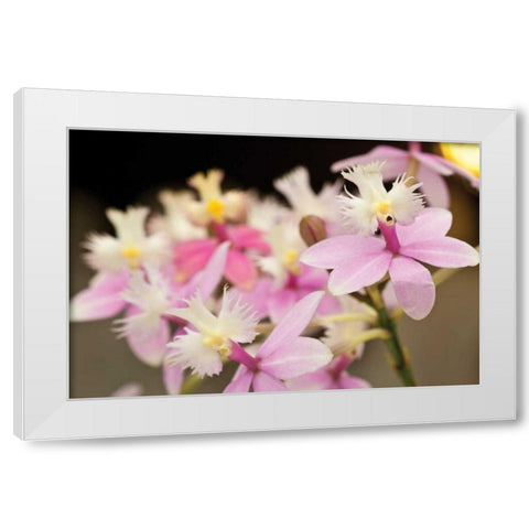 Orchid Chorus White Modern Wood Framed Art Print by Styber, Dana