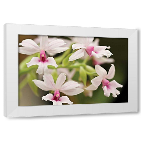 Pink Lips White Modern Wood Framed Art Print by Styber, Dana